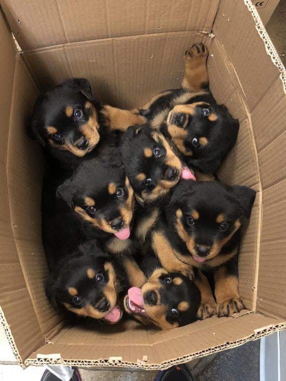 Box of puppies