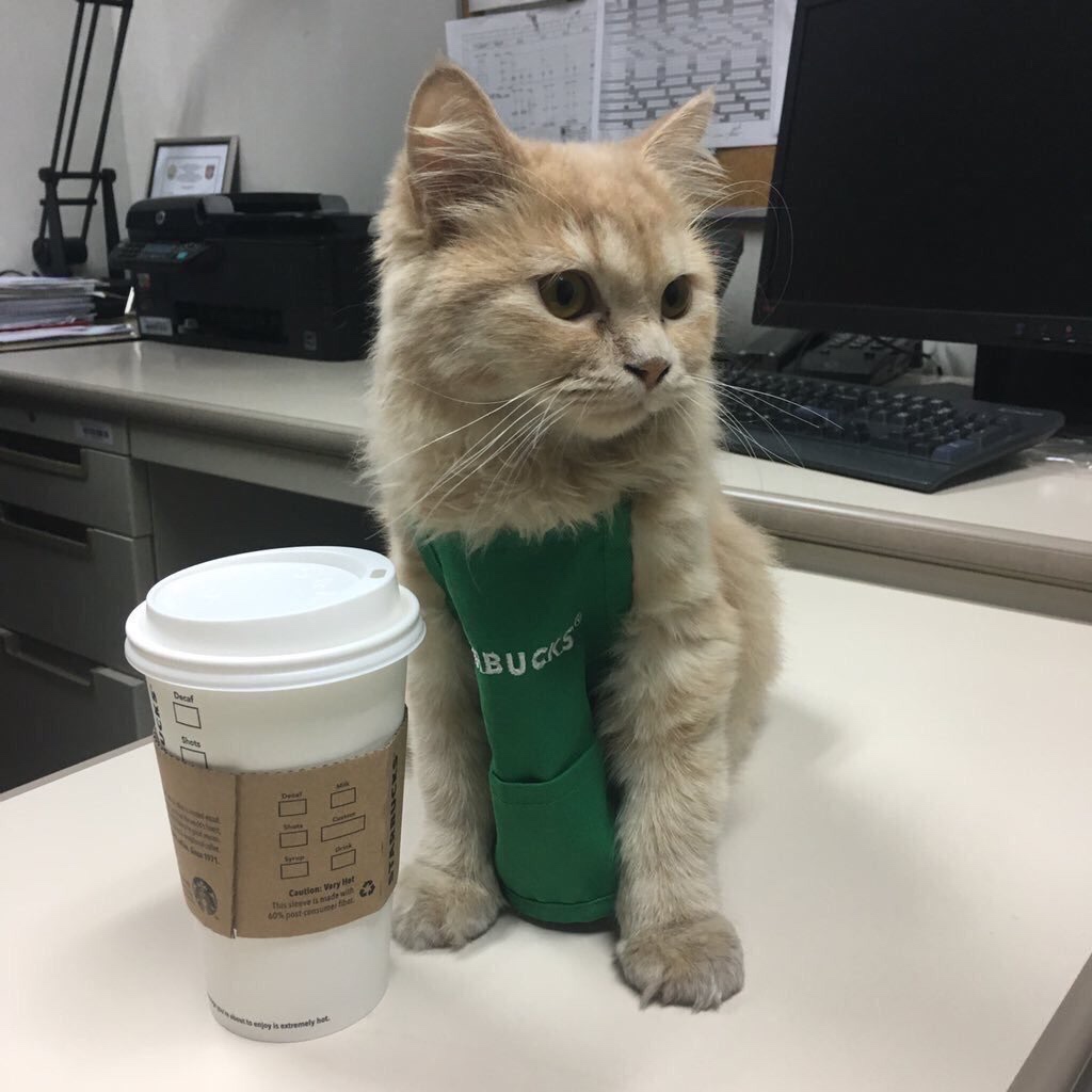 Starbucks Kitty